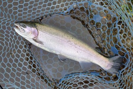 前回ほどではないがよく釣れてくれた平谷湖フィッシングスポット
